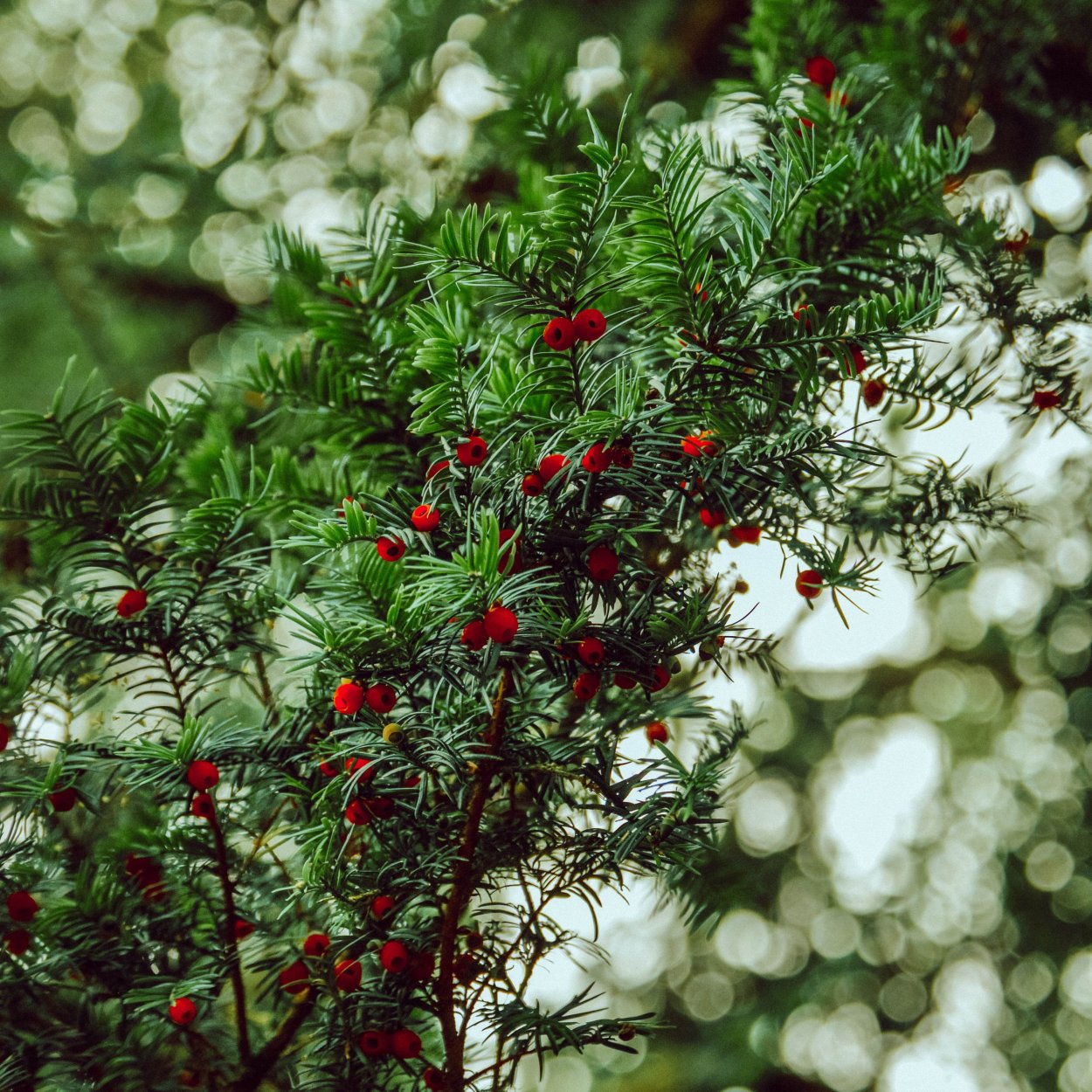 Красные новогодние ягоды