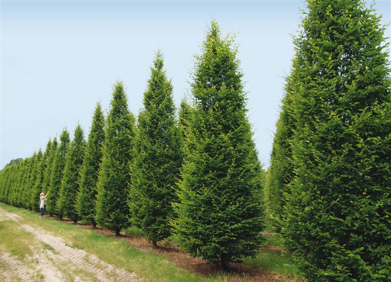 Carpinus betulus (граб обыкновенный) 'frans Fontaine'