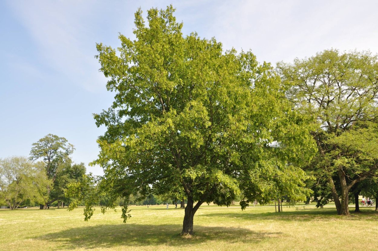 Граб кавказский дерево