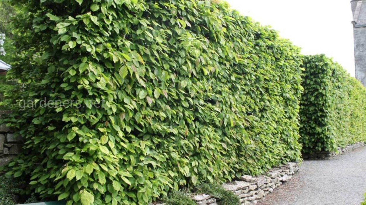 Лещина Живая изгородь