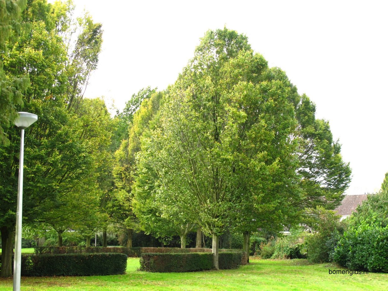 Граб Чоноски