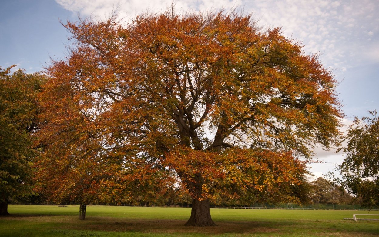 Граб обыкновенный осенью