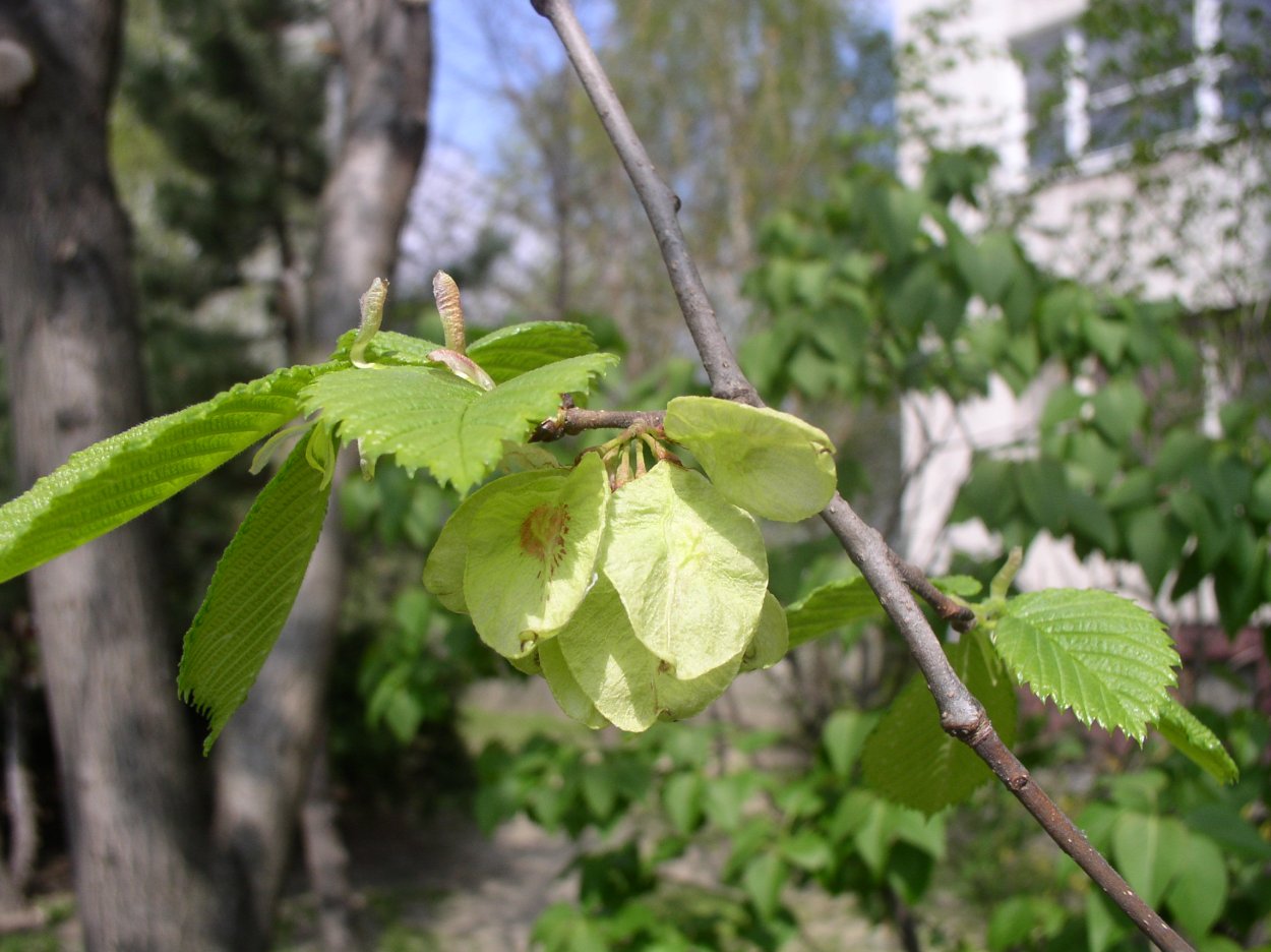 Ulmus glabra плоды