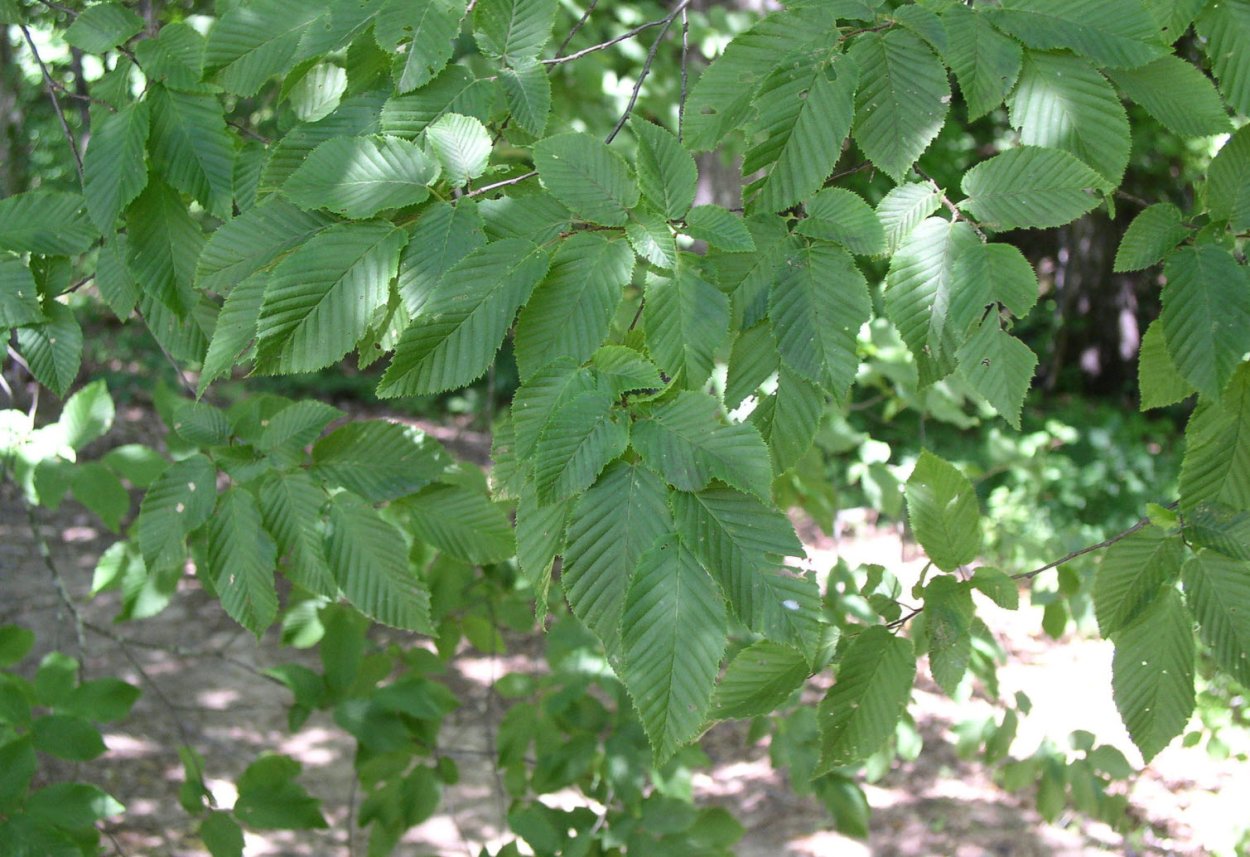 Граб Генри Carpinus