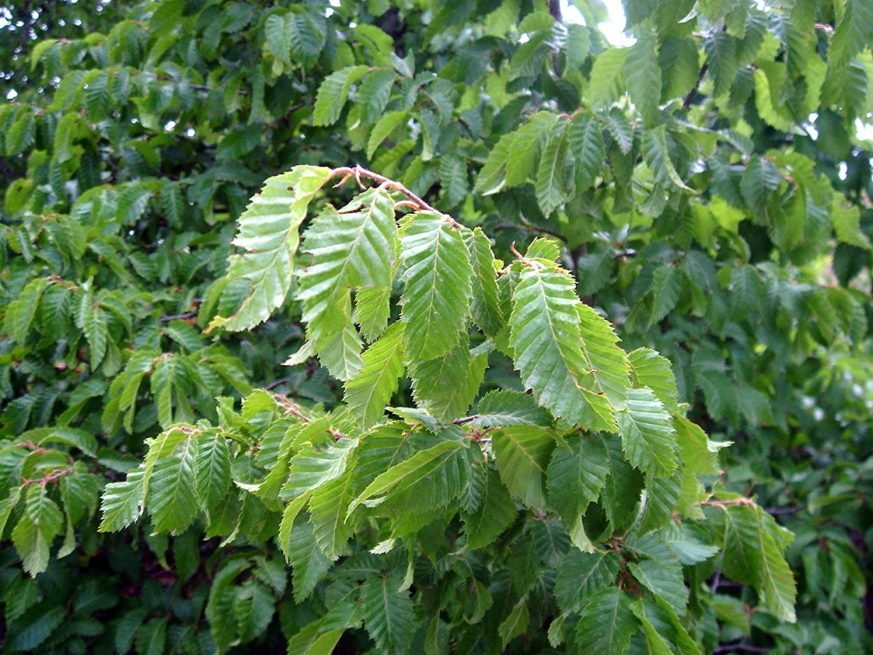 Граба восточного (Carpinus orientalis