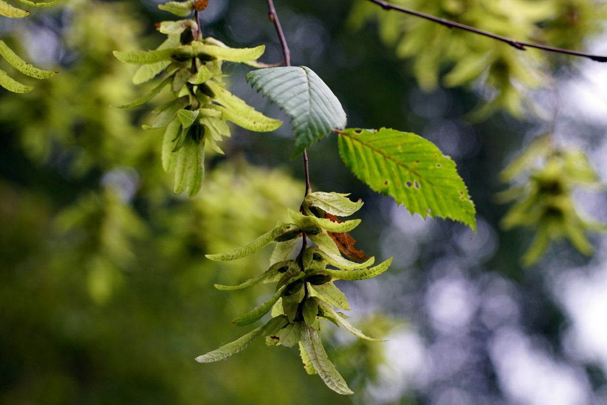 Граб Европейский
