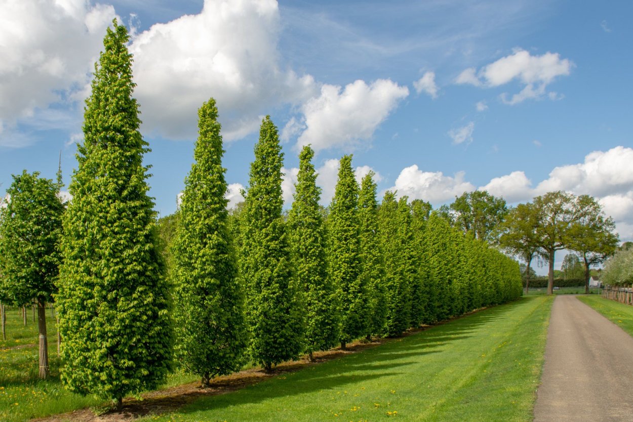 Граб обыкновенный Carpinus betulus