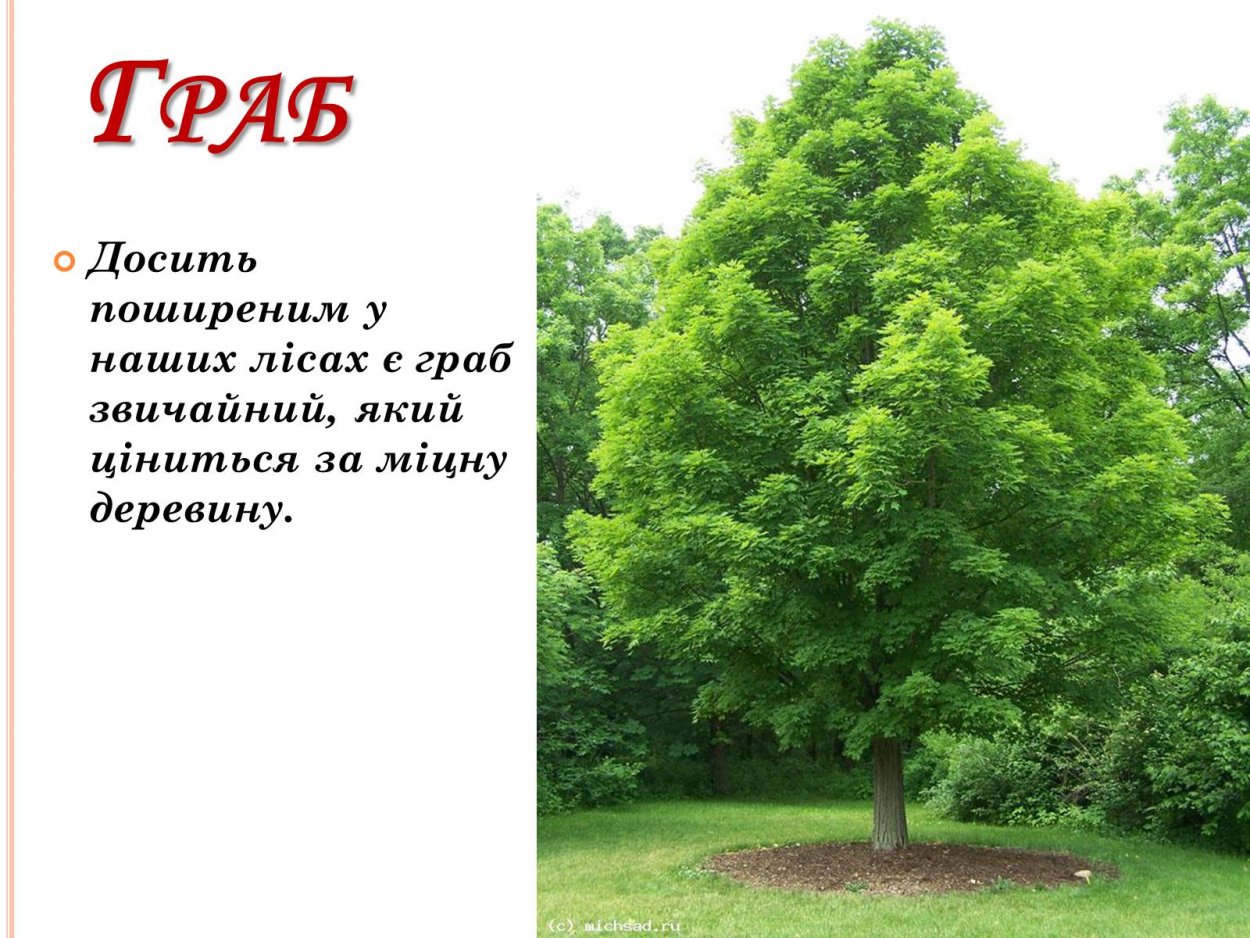 Граб дерево