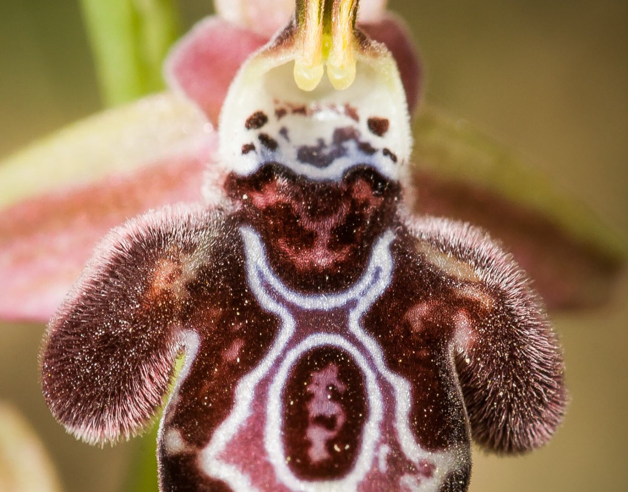 Орхидея Дракула симиа