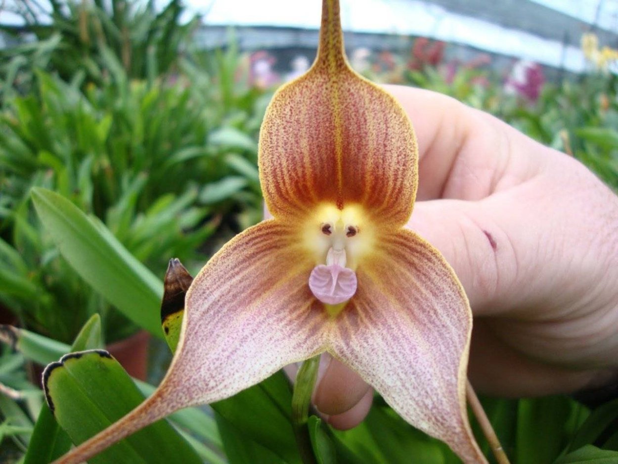 Paph. Chiu Hua Dancer