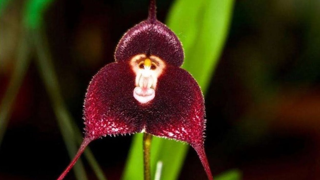 Орхидея манки фейс