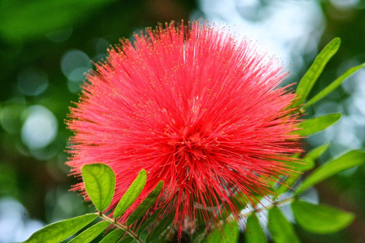 Альбиция ленкоранская - Albizia julibrissin