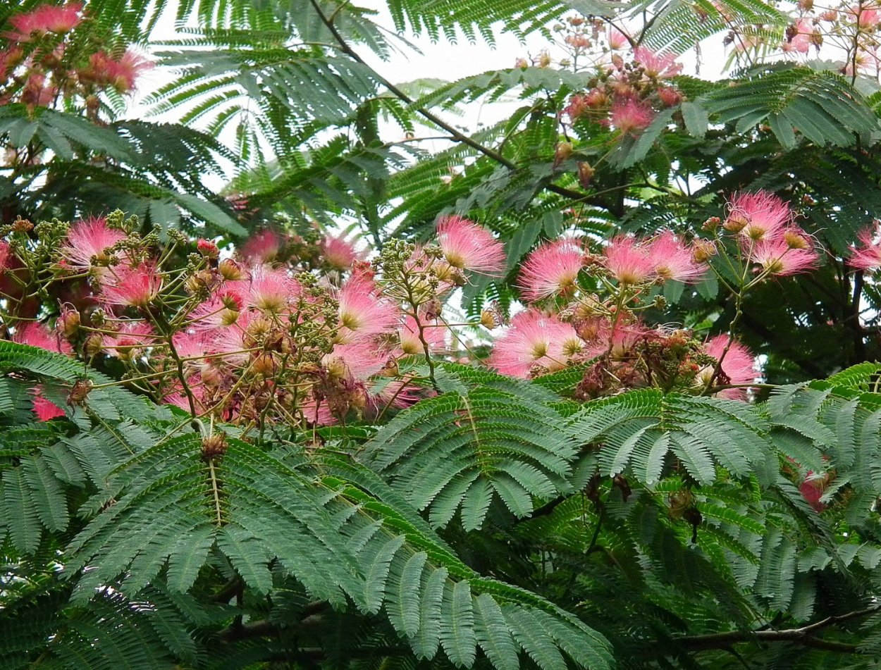 Акация шелковая ленкоранская