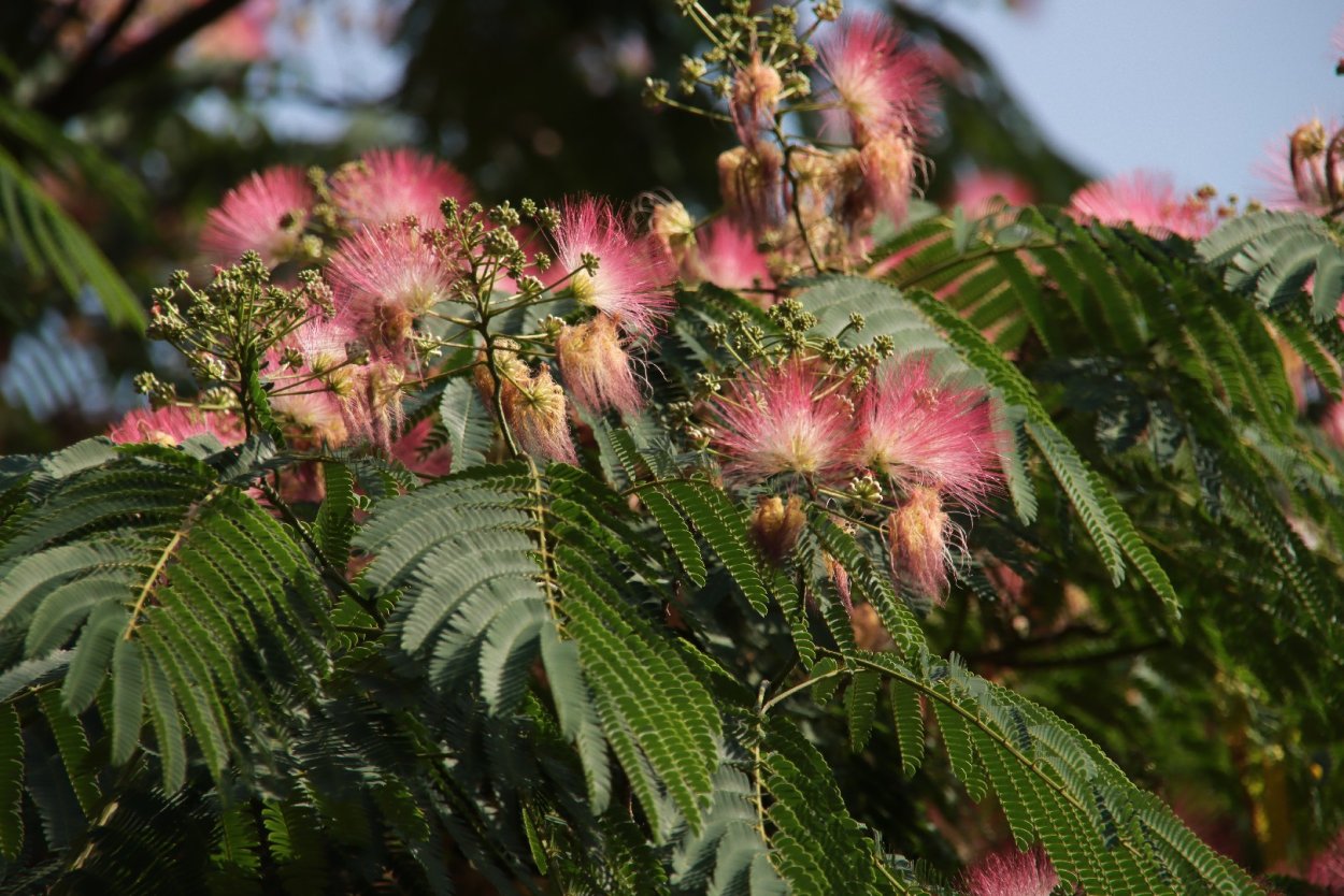 Скумпия с акациями