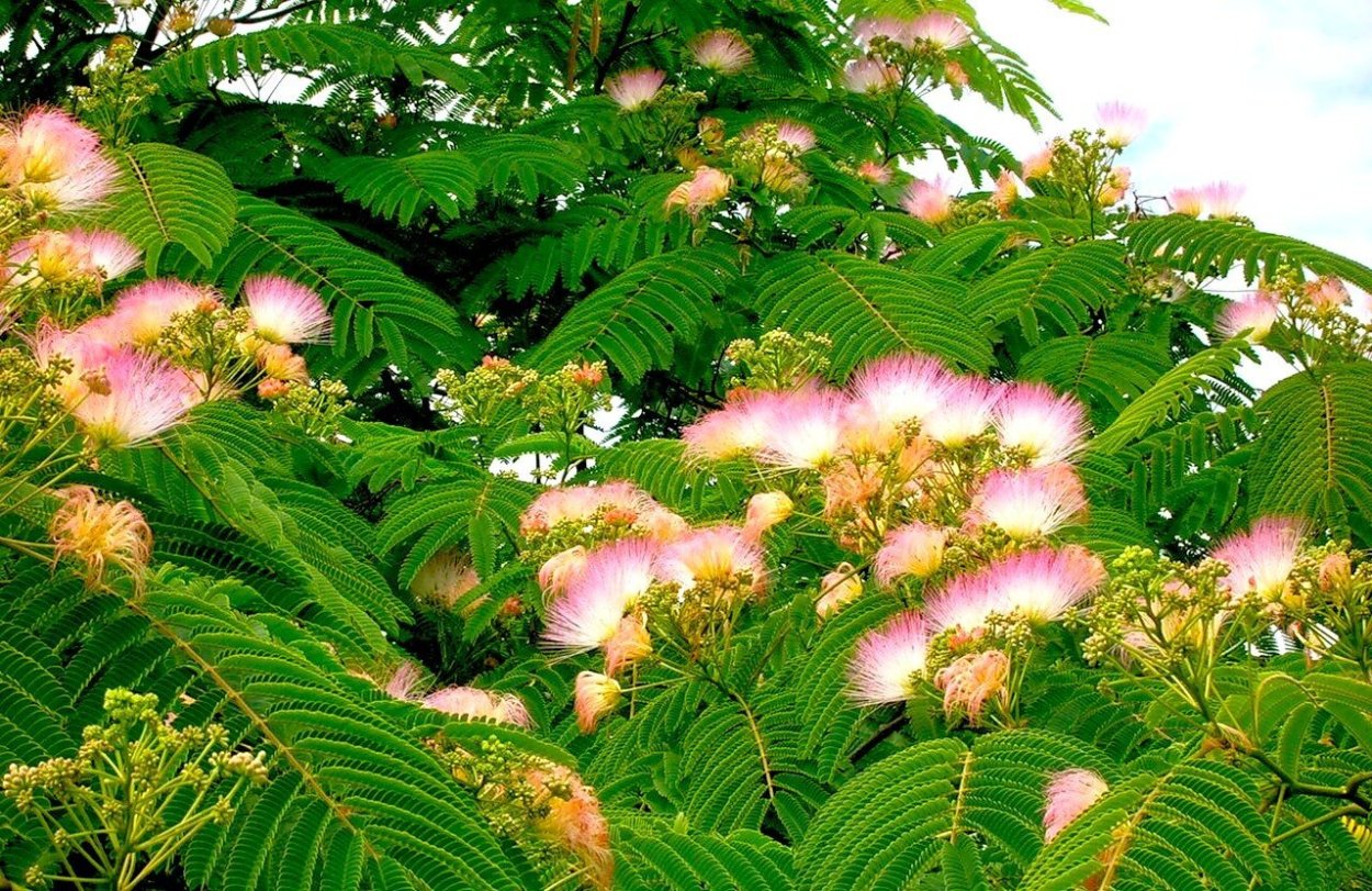 Альбиция (ленкоранская Акация) (Albizia