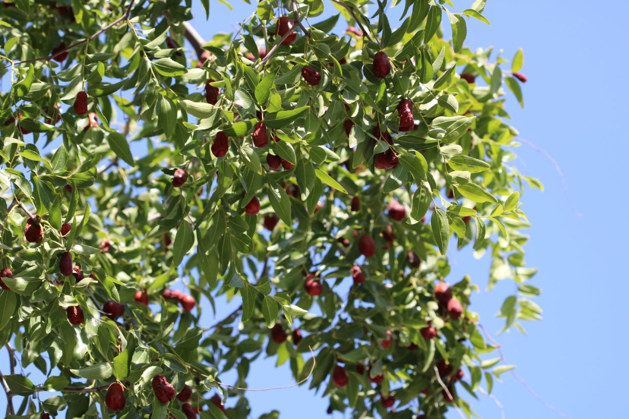 Зизифус обыкновенный