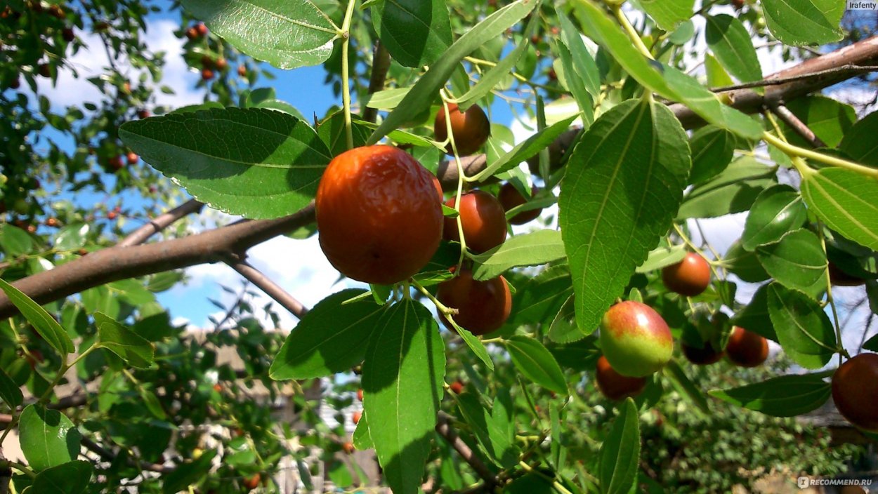 Зизифус настоящий унаби