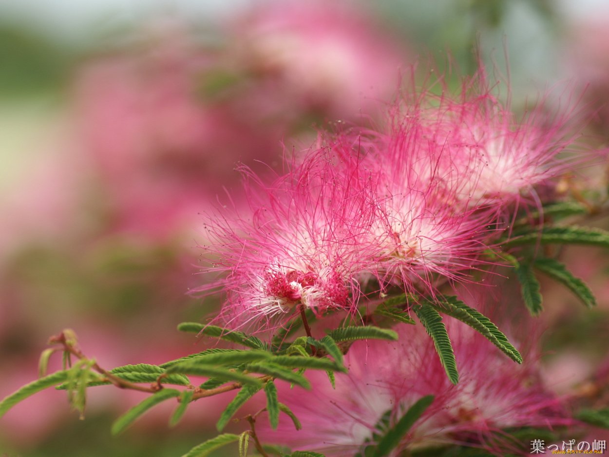 Цветы акации крупный план