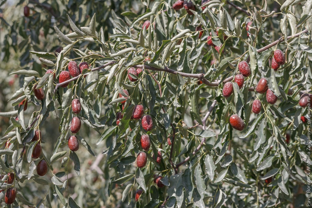 Зизифус обыкновенный дерево