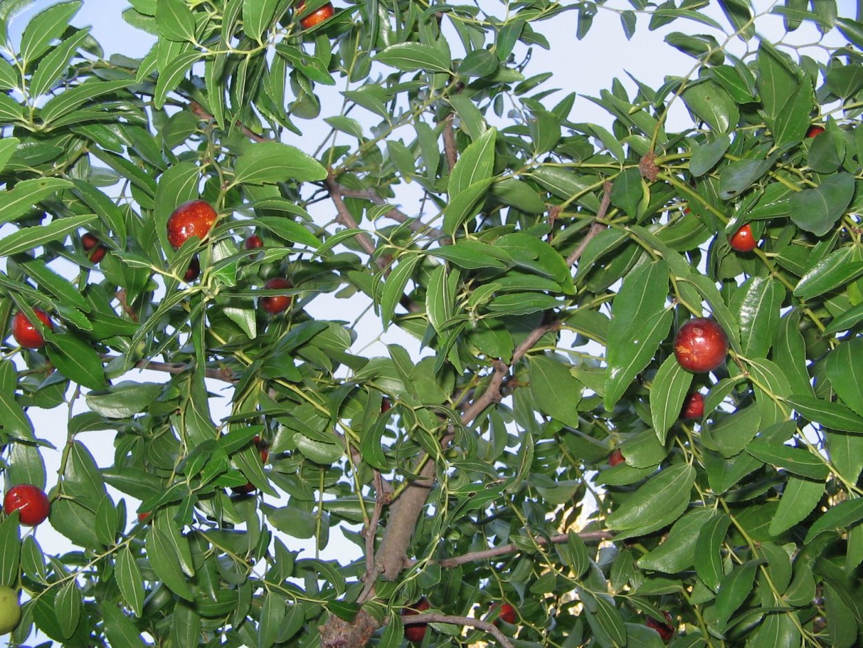 Узколистный; Джида