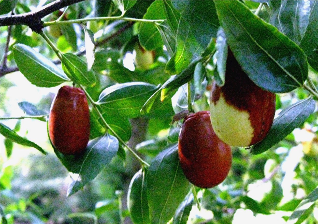 Таблица зимостойкости зизифуса