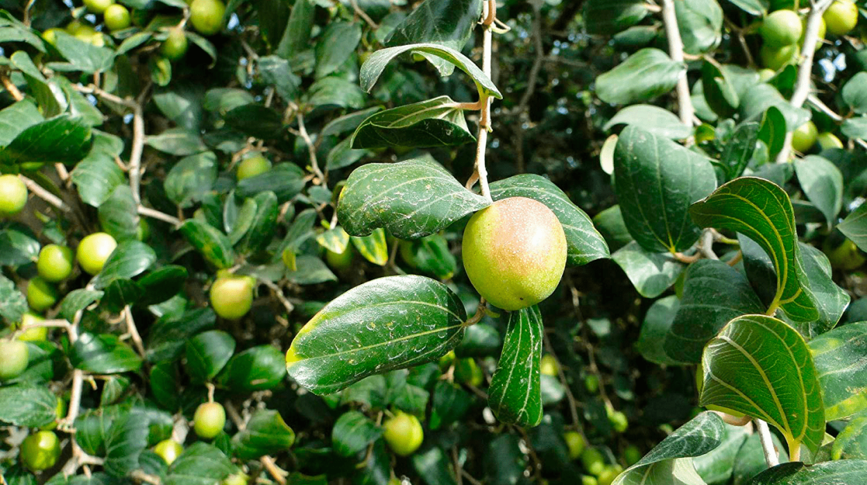 Зизифус цветение