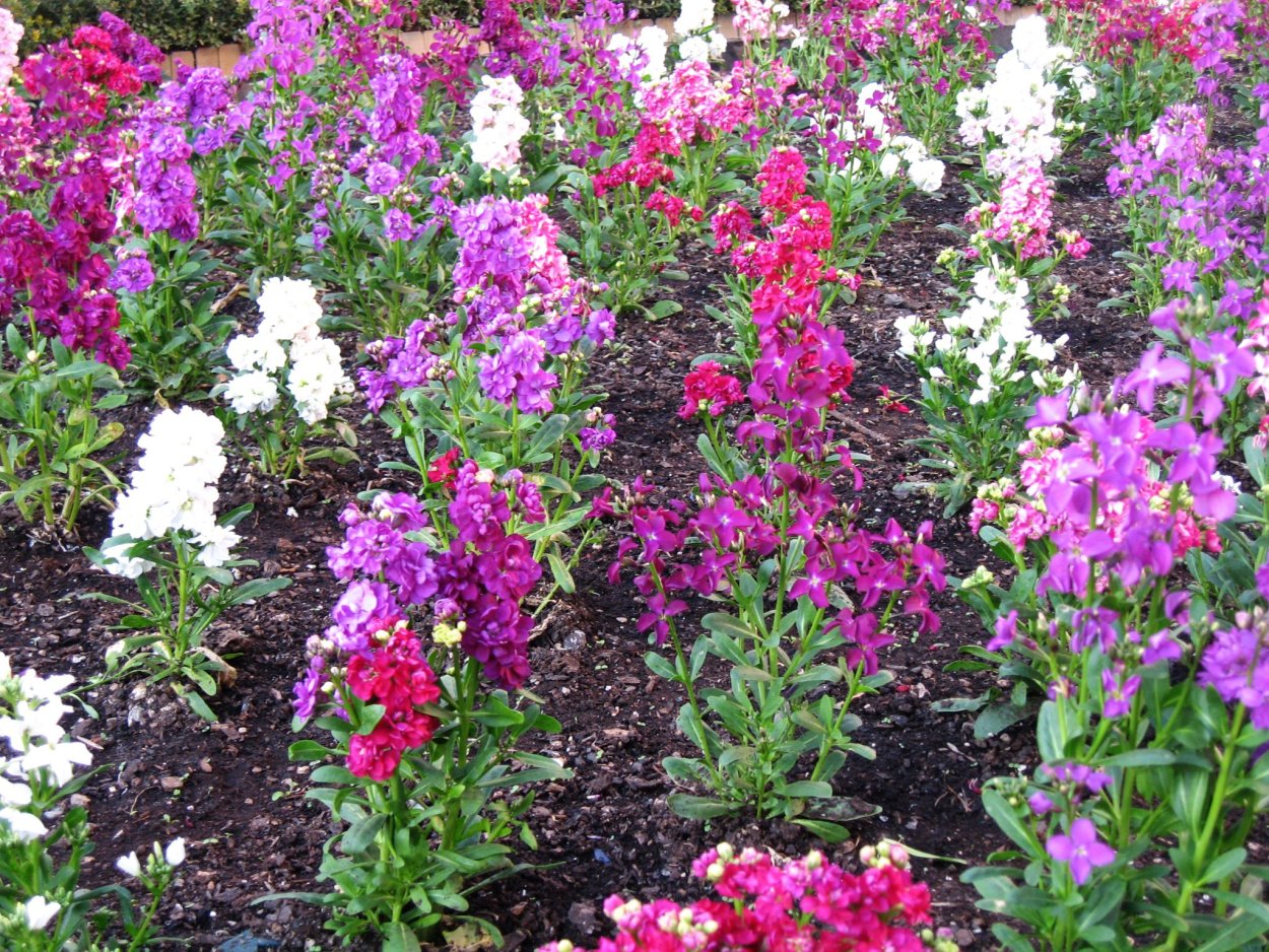 Маттиола махровая