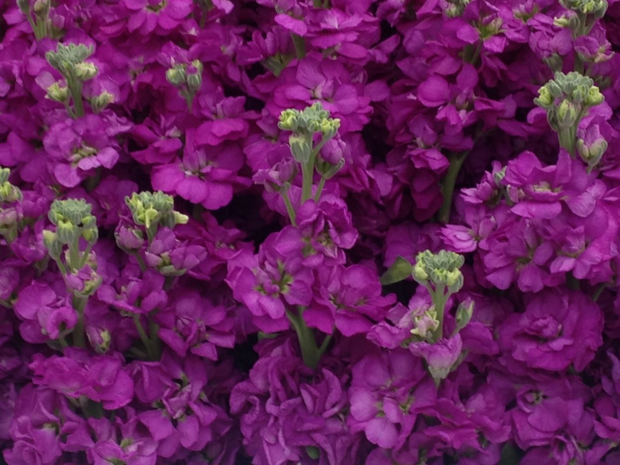 Маттиола левкой