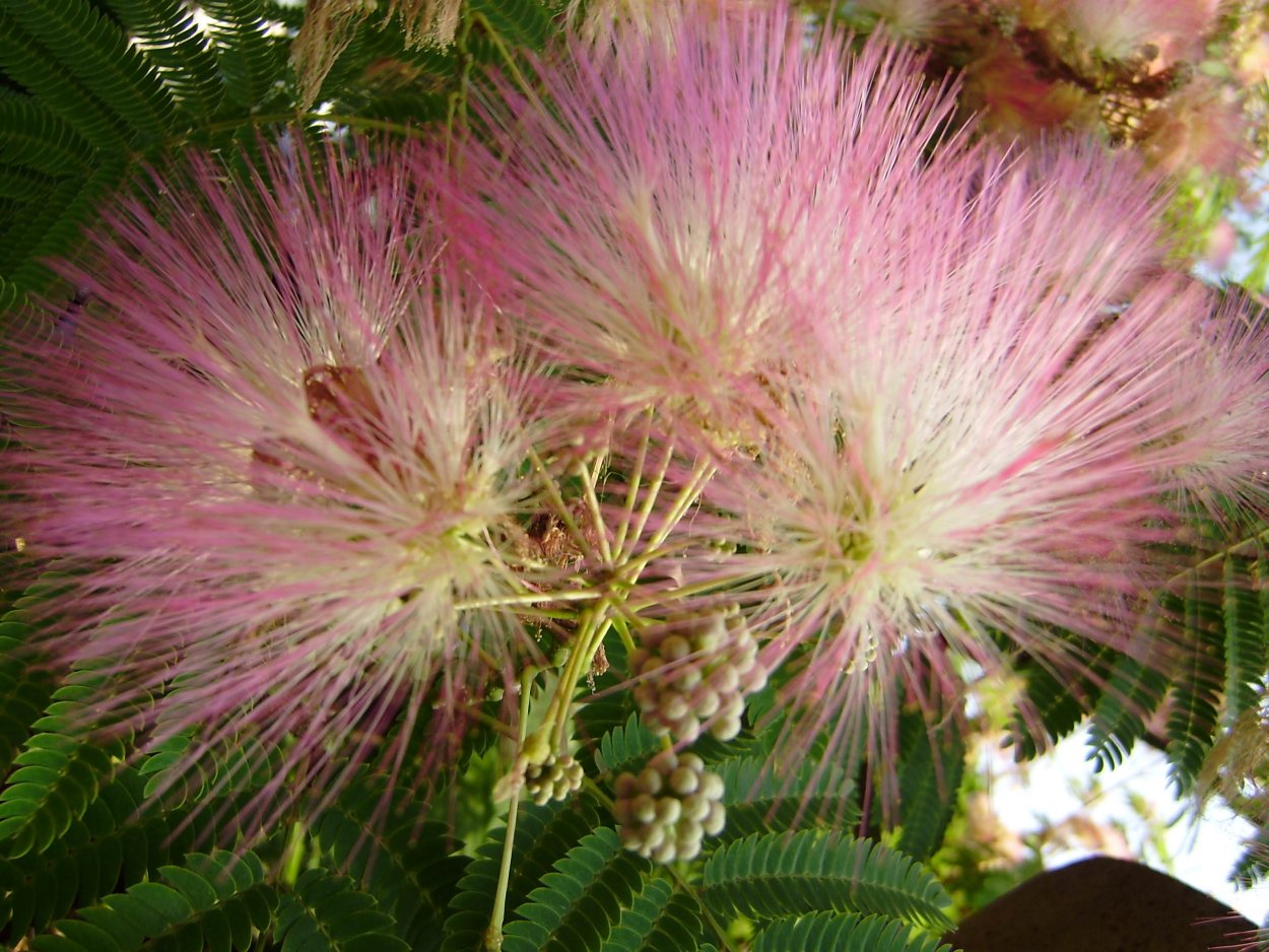 Альбиция шёлковая ленкоранская Акация