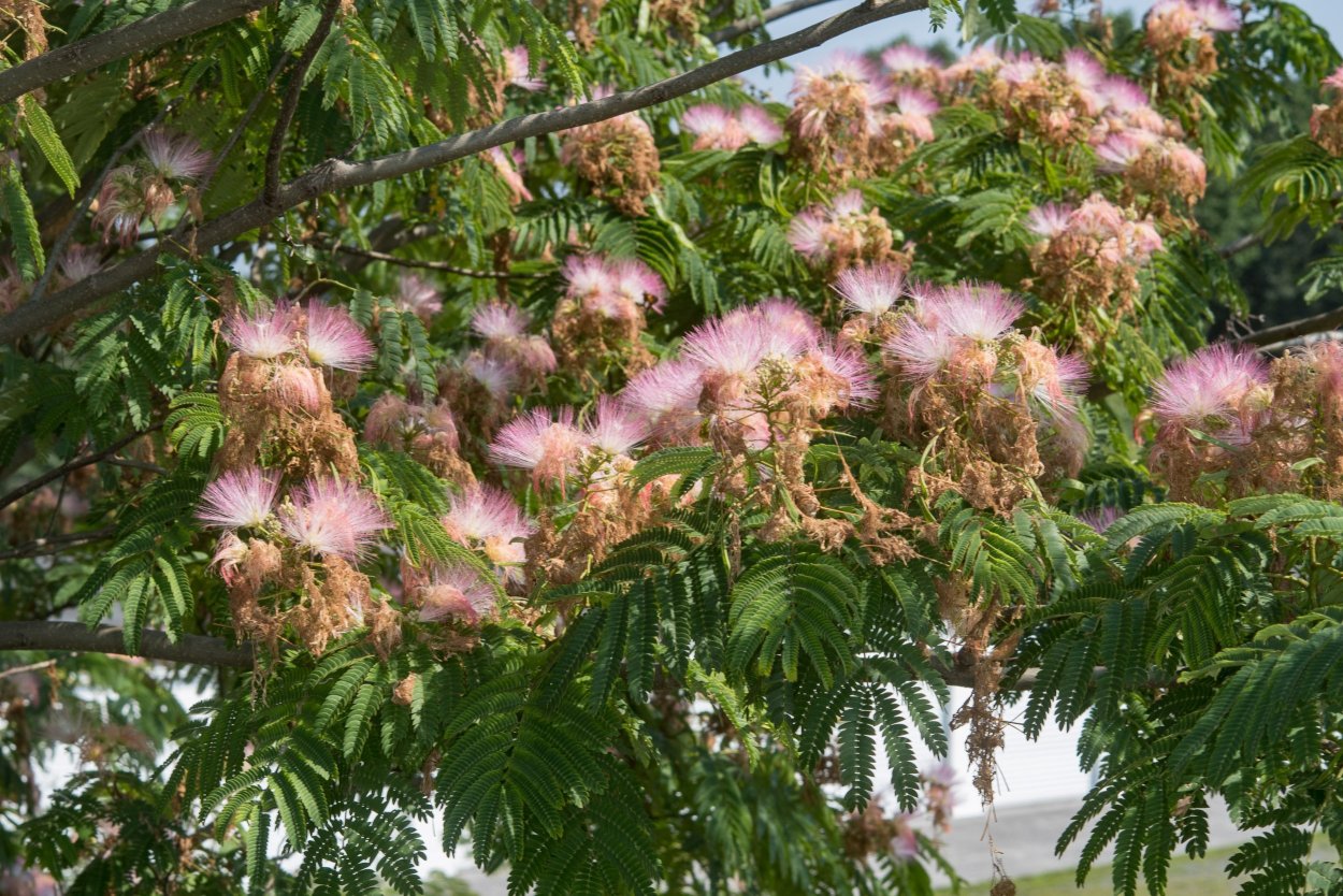 Альбиция дерево
