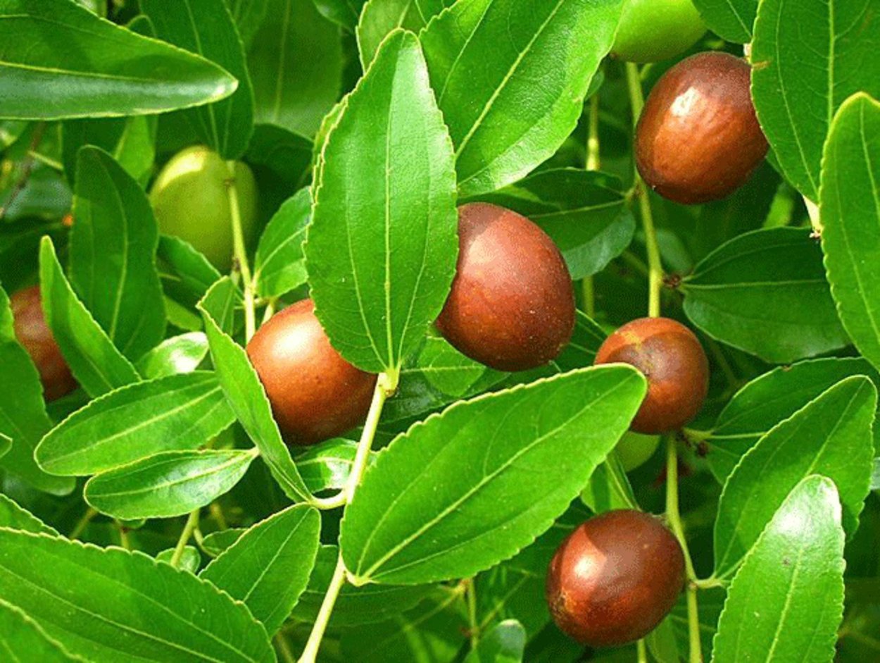 Ziziphus spina-Christi