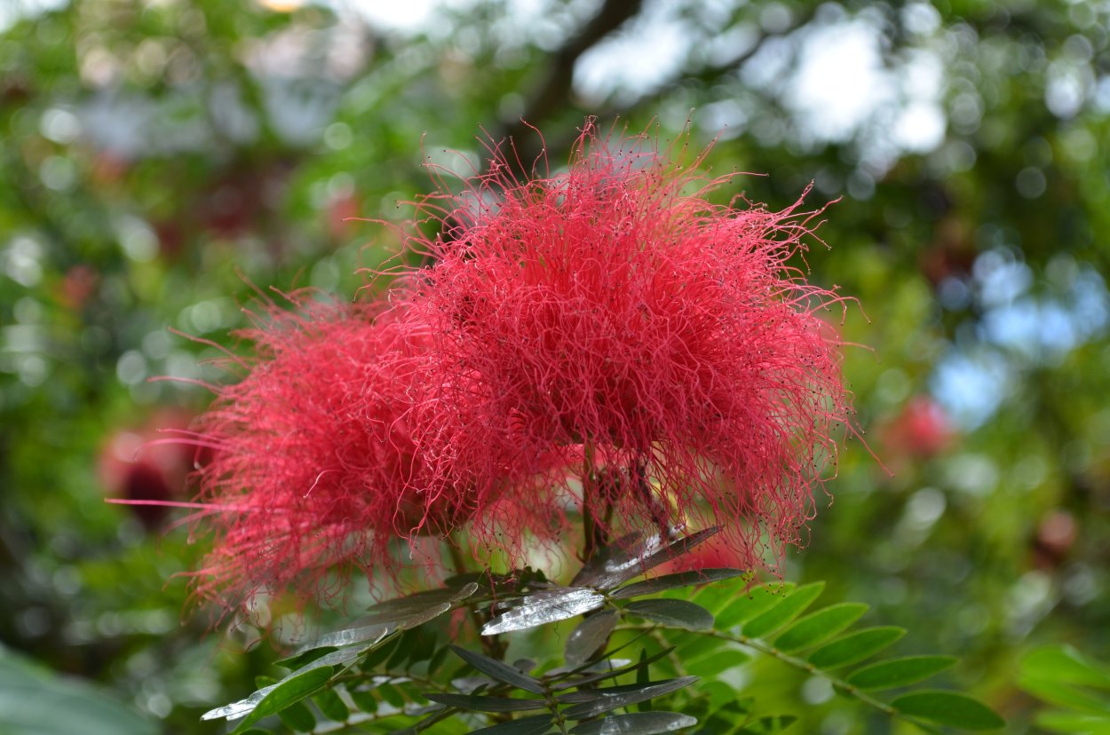 Альбиция lophantha