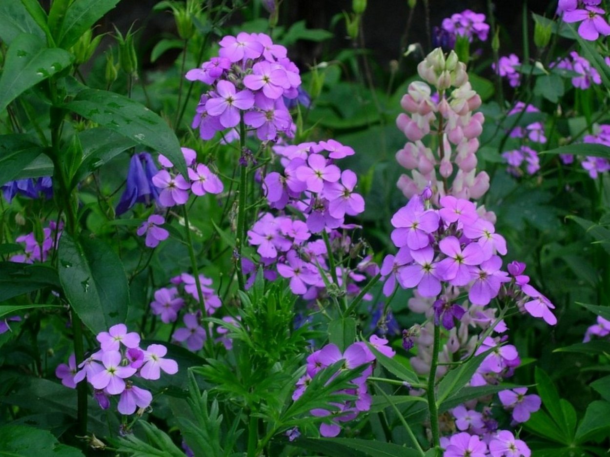 Гвоздика Садовая Шабо