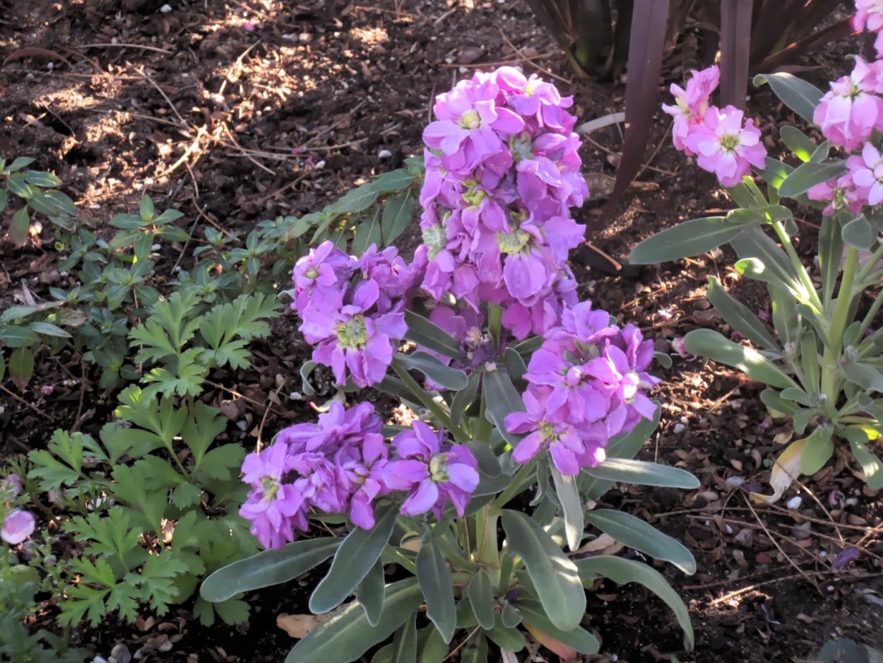 Вечерница ночная фиалка