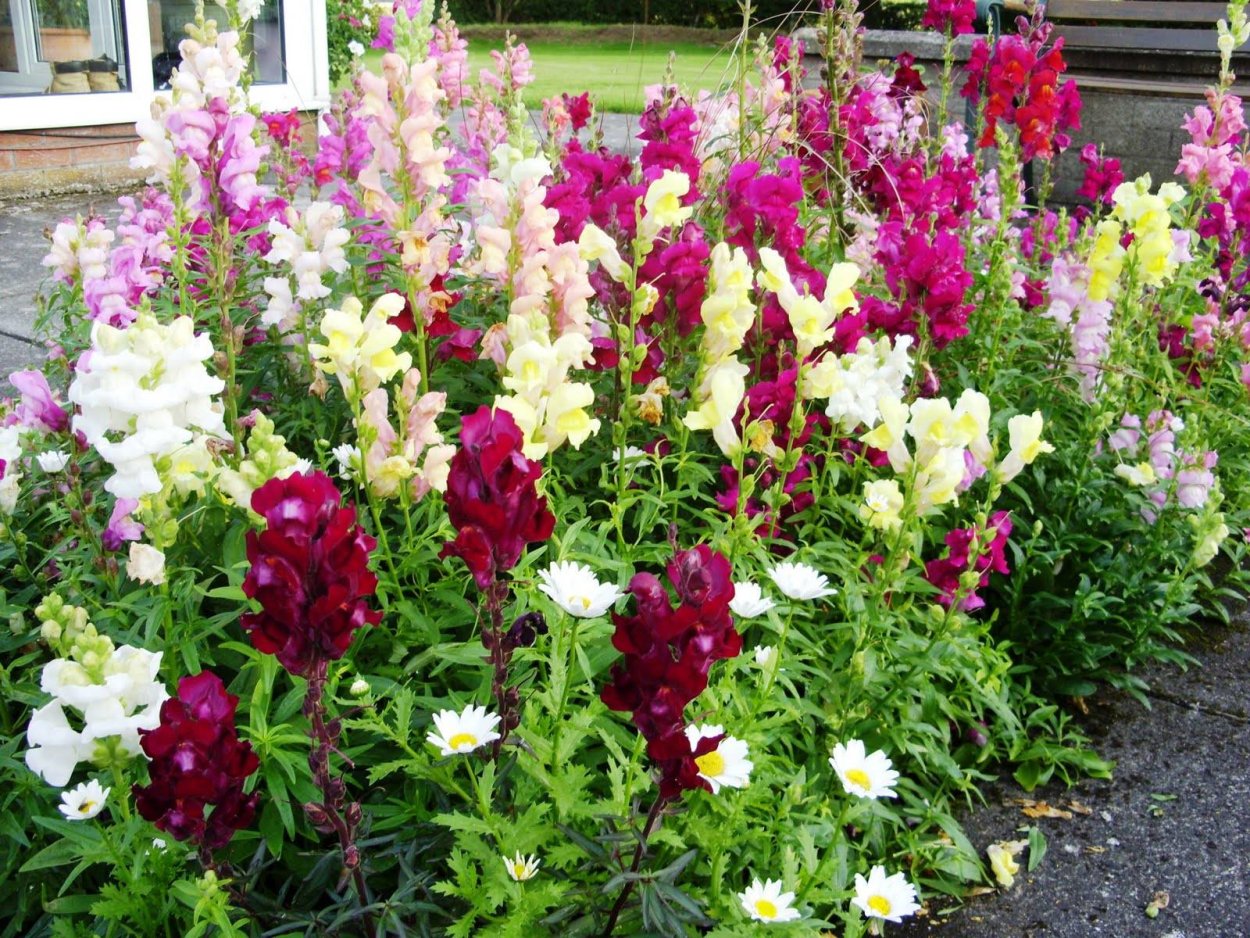 Левкой Фокс