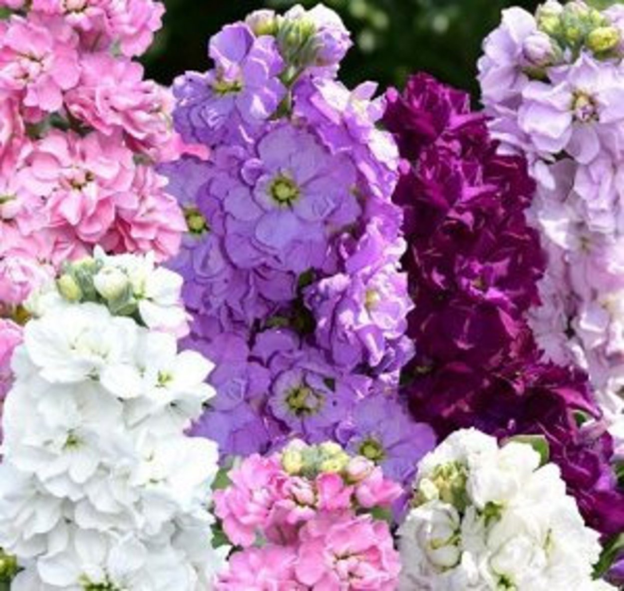 Левкой маммут