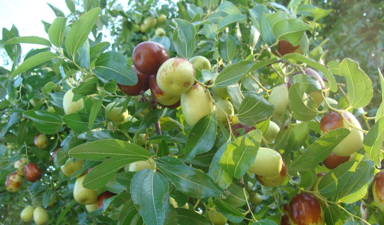 Унаби китайский финик