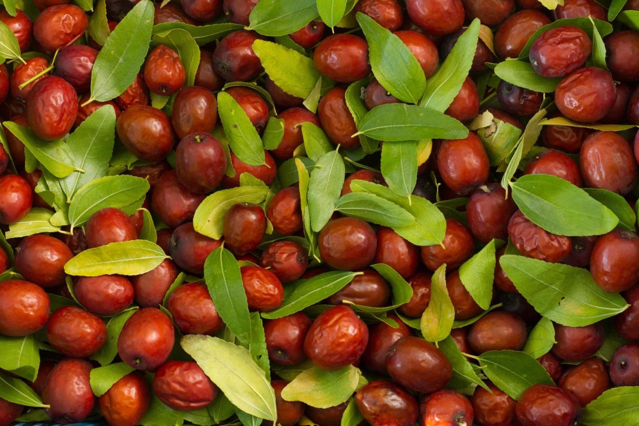 Кубанский финик унаби