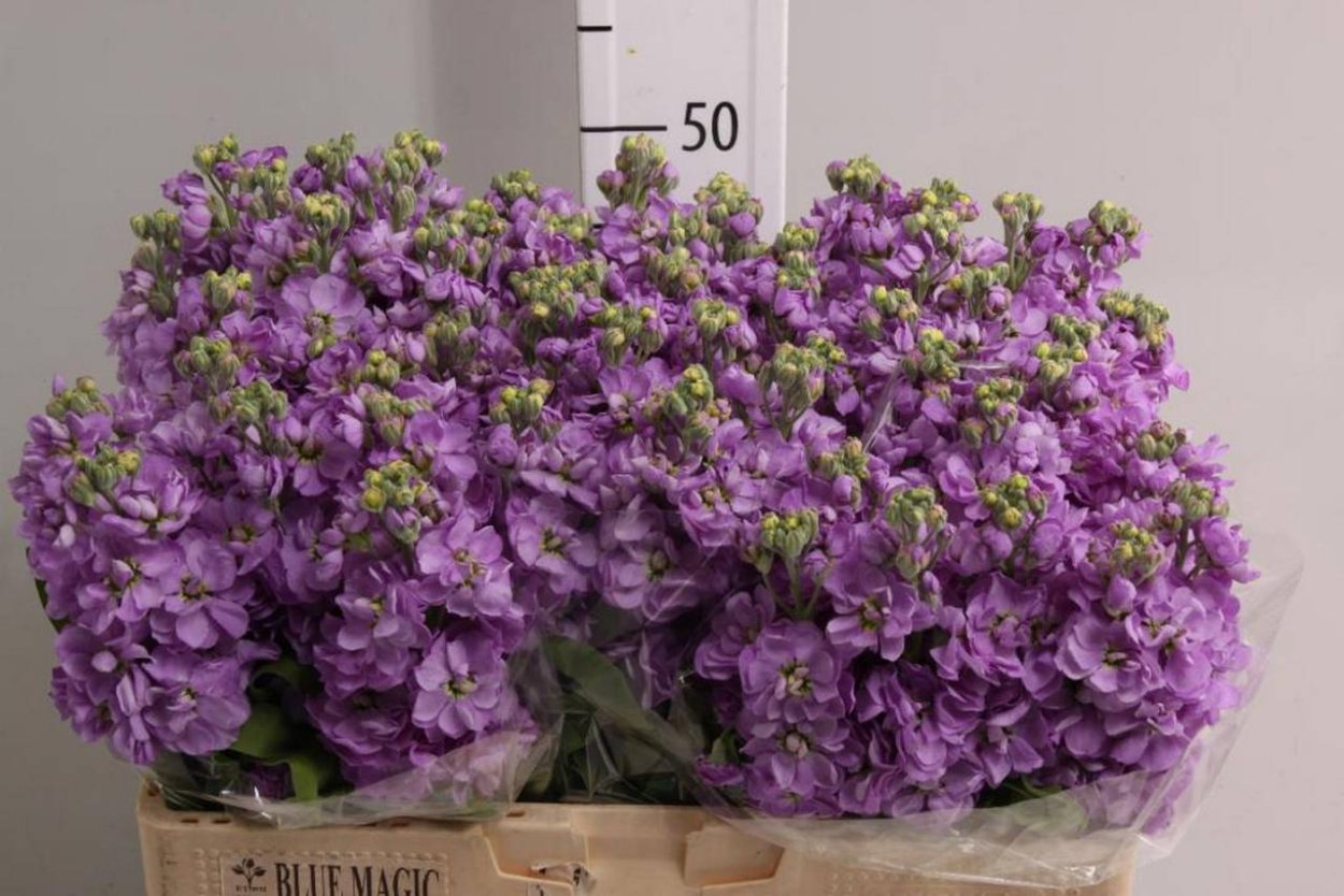 Маттиола двурогая Лилак