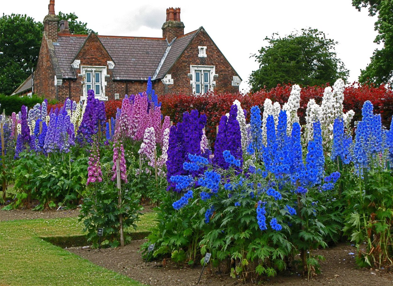 Левкой Пацифик Блу