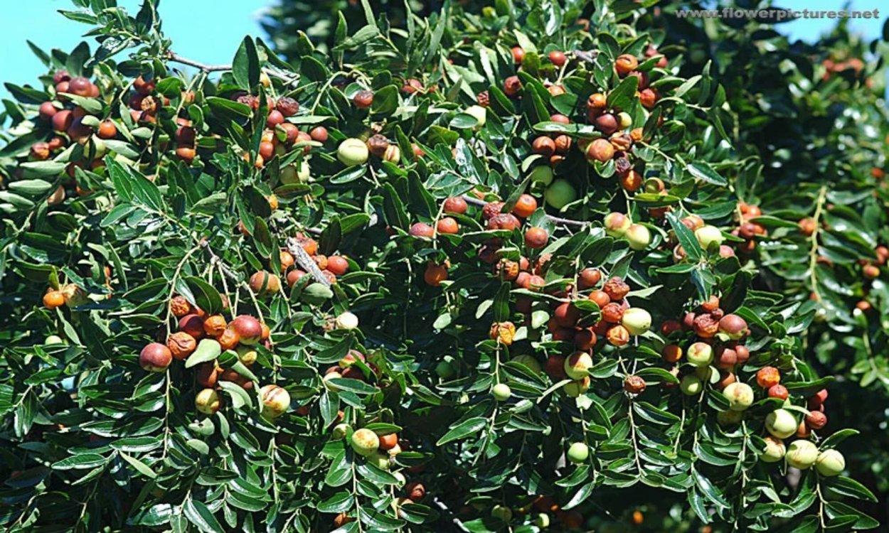 Зизифус на темном фоне