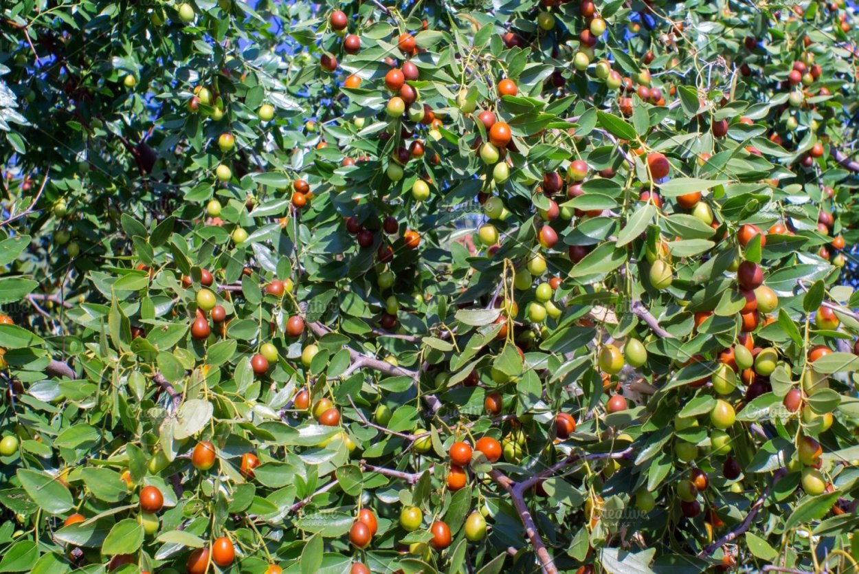 Зизифус обыкновенный