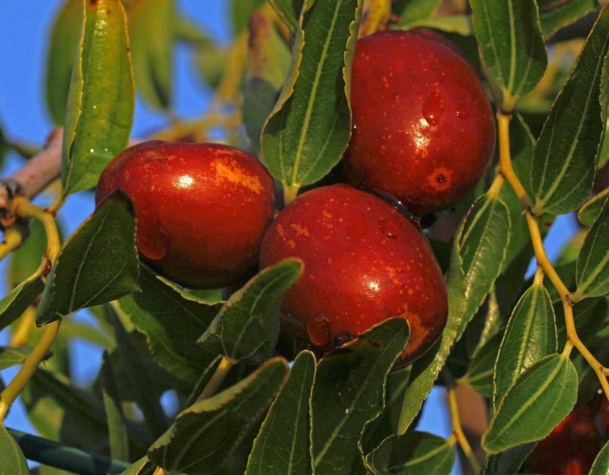 Зизифус мавританский