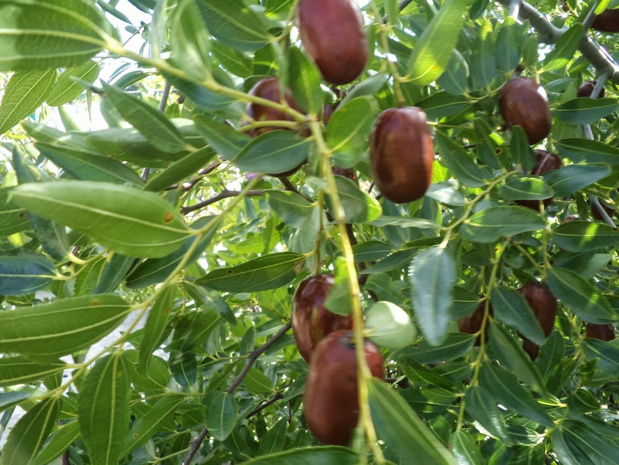 Крымский финик Зизифус