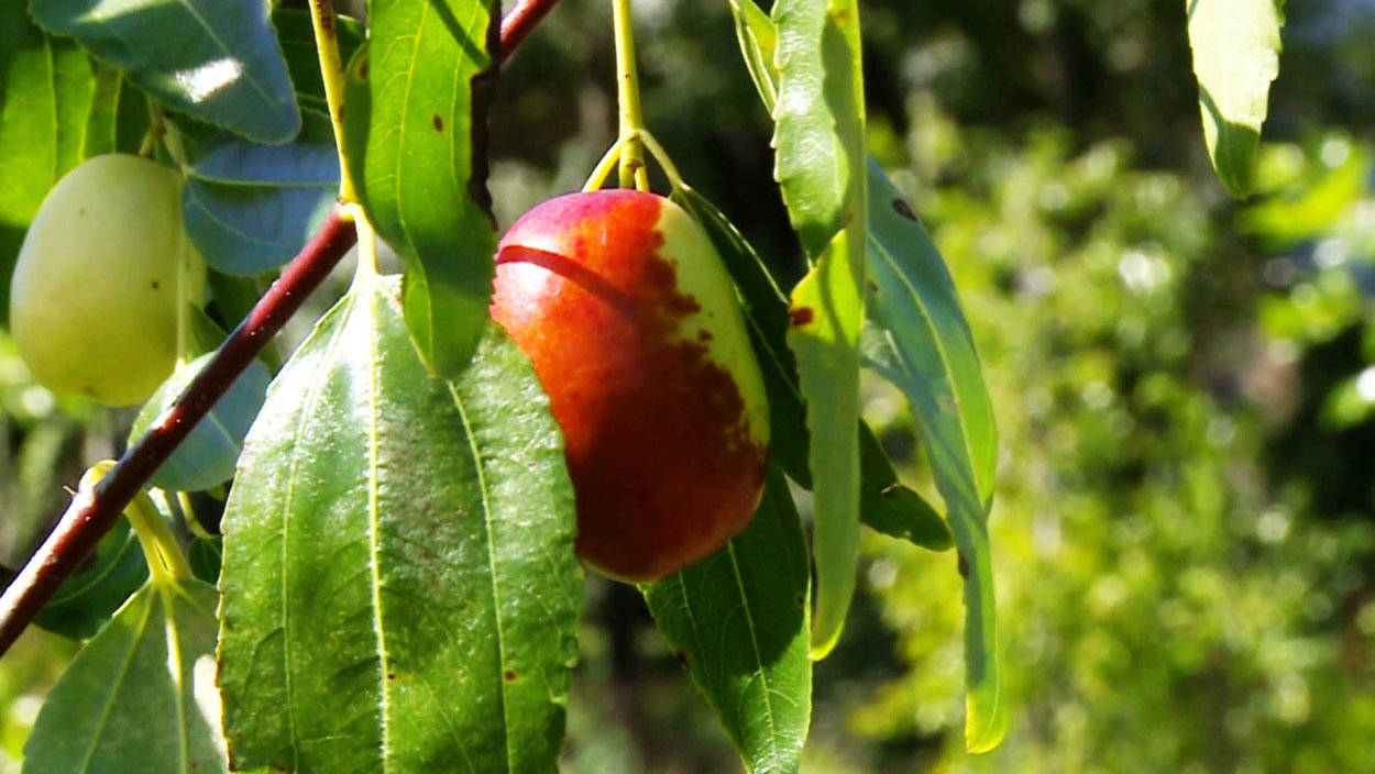 Зизифус мавританский