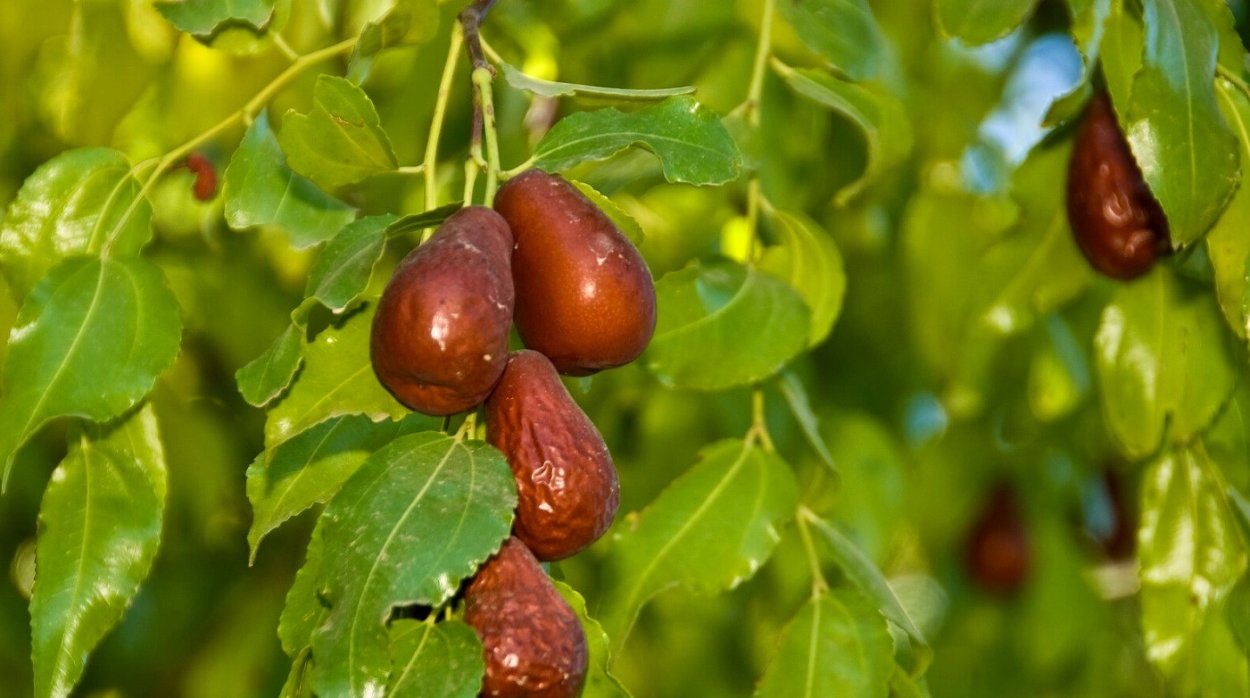 Плодовое дерево унаби