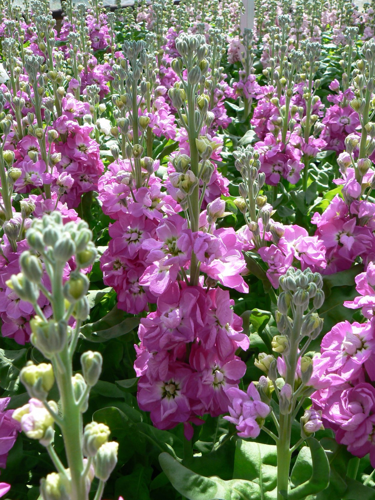 Маттиола левкой