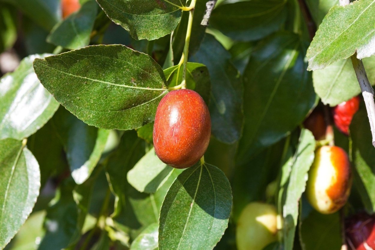 Зизифус обыкновенный