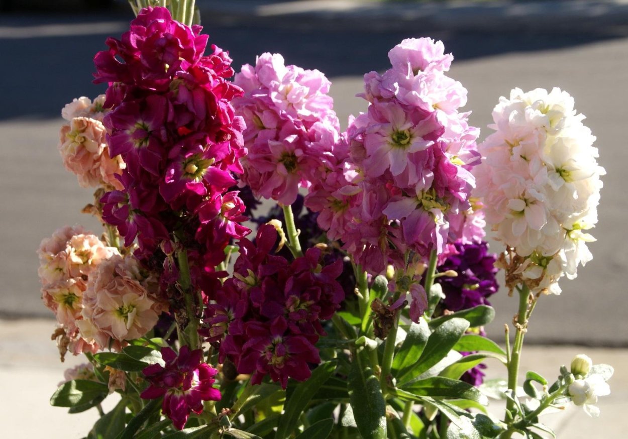 Флоксы семена многолетники бордюрные