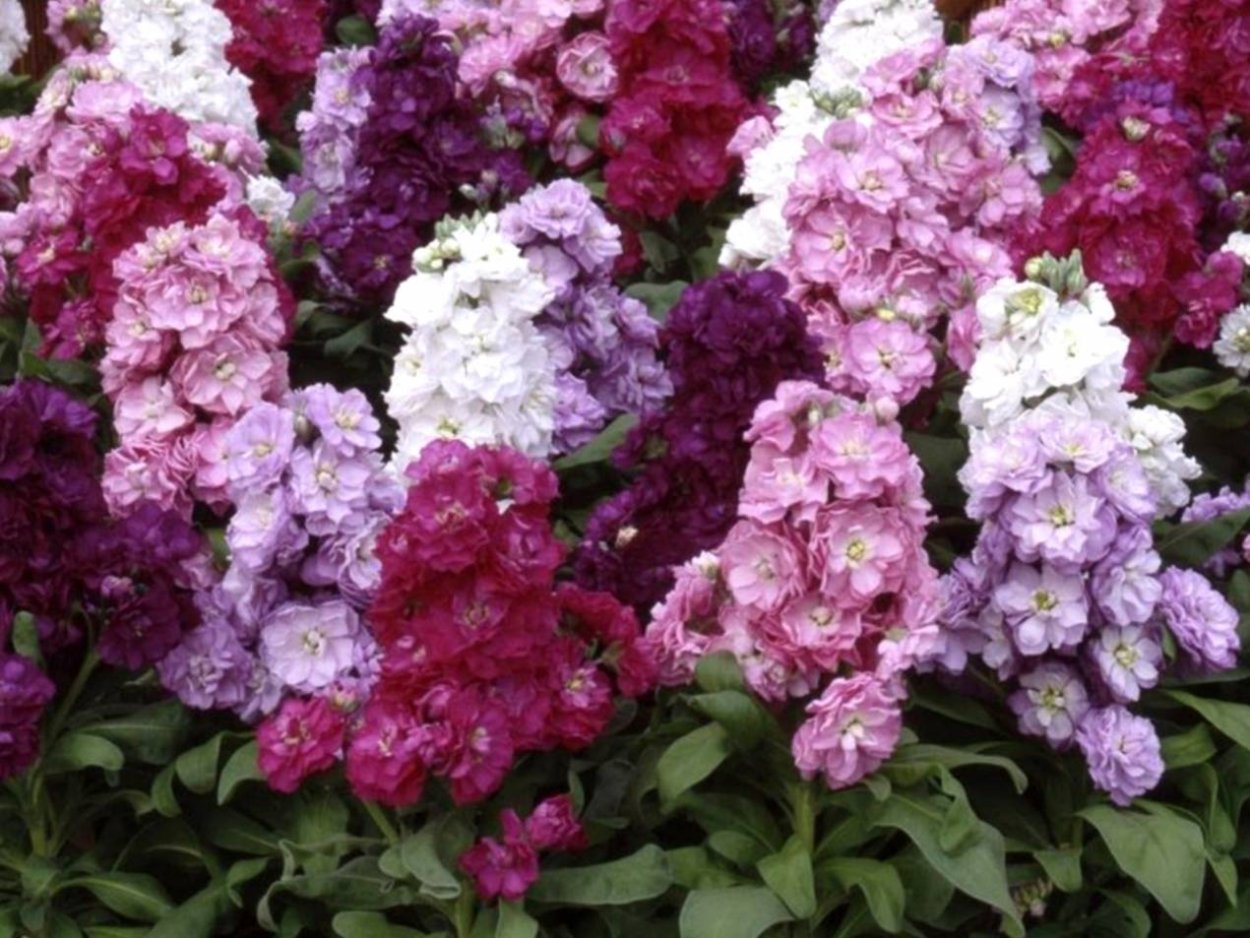 Маттиола двурогая